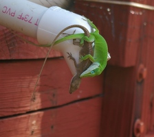 Anole love